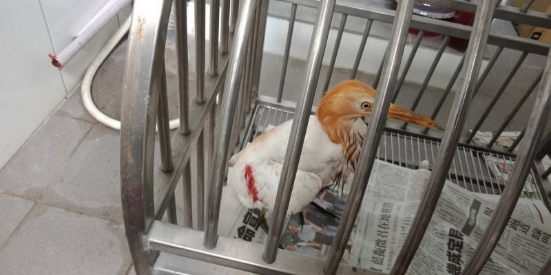 受傷的黃頭鷺目前暫由鳥友收容照顧。（官姓鳥友提供）