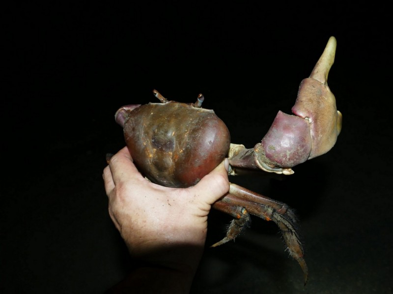這隻凶狠圓軸蟹的頭胸甲寬長達十二公分，要長成這麼大的體型得要數十年之久。（記者蔡文居翻攝）