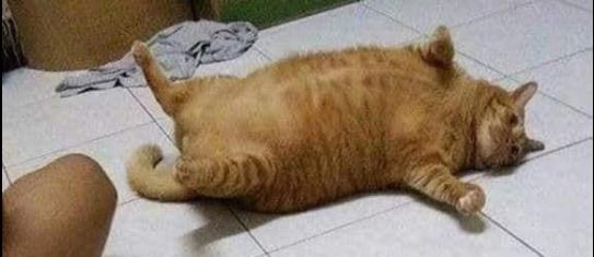 躺在地上的橘貓體態非常豐滿。（圖擷自爆笑2公社）